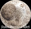 Pekin Bantams RSA - quality, rare coloured Pekins